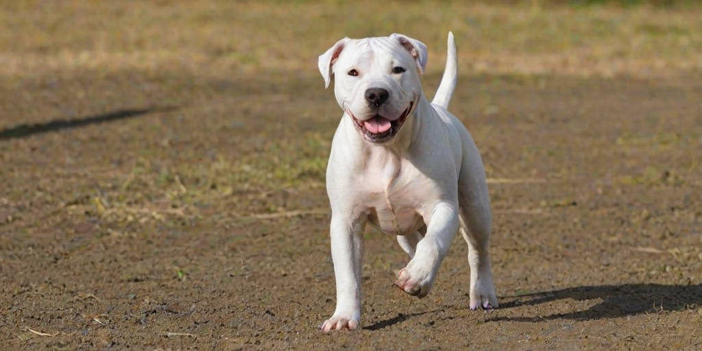 dogo argentino dog breed