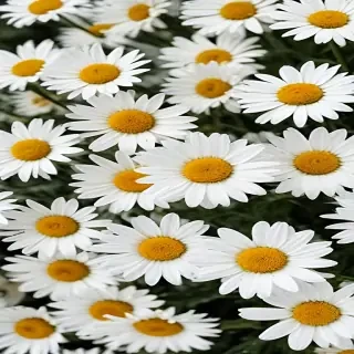 daisy flower wallpaper