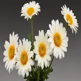chrysanthemum png