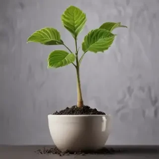 seedling png