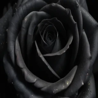 black rose background