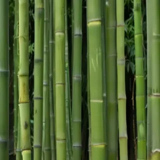 bamboo png