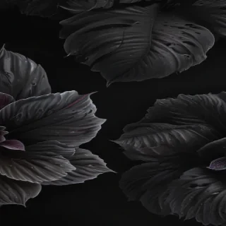 aesthetic wallpapers iphone black