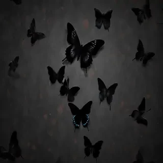 black butterfly wallpaper