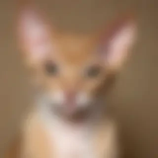 devon rex cat breed