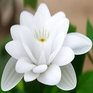 white flower transparent