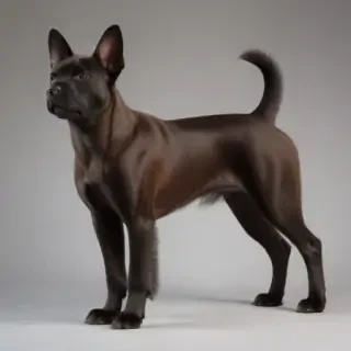 bombay breed