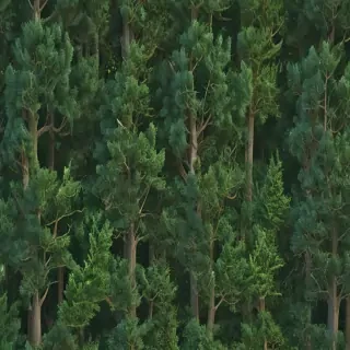 trees background