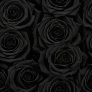black roses background