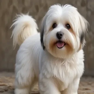 havanese dog