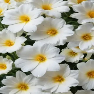 background white flower