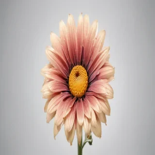 flower no bg
