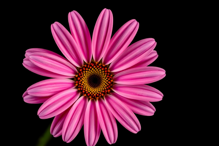 Create a high-resolution close-up image of a pink daisy with detailed petals on a black background, using a DSLR camera, aperture f/2.8, shutter speed 1/200s, ISO 100, top-down view, with macro lens.