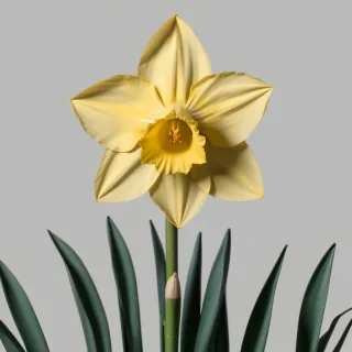 daffodil png
