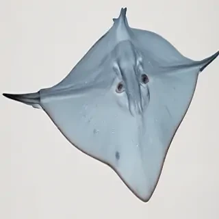 stingray png