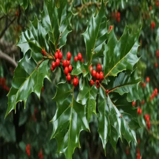 holly picture