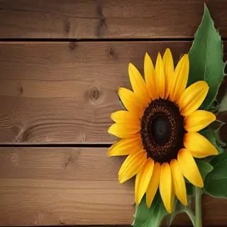 sunflower computer wallpaper