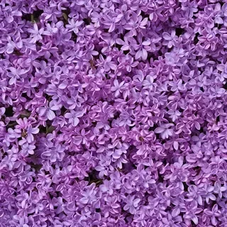lilac background