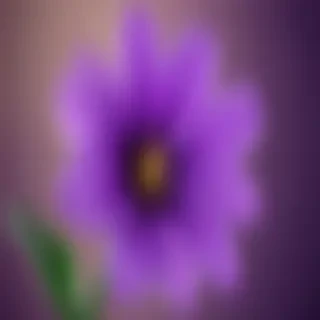 purple flower iphone wallpaper