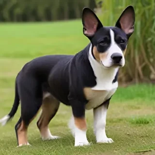 german rex breed