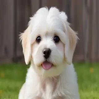 minuet napoleon breed