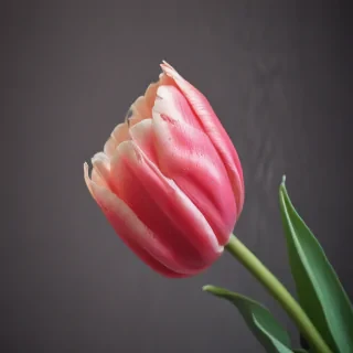 tulip iphone wallpaper