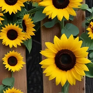lock screen sunflower wallpaper