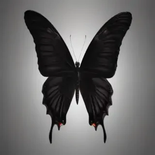 black butterfly outline