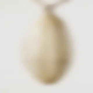 butterfly cocoon png
