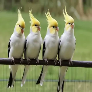 cockatiels