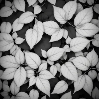 black and white leaves