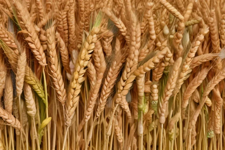 wheat png
