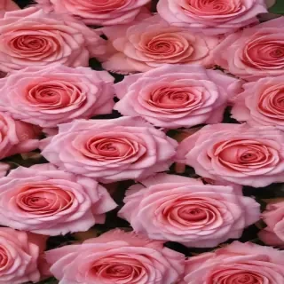 pink roses wallpaper iphone