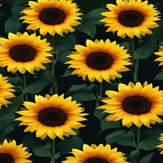 aesthetic sunflower background