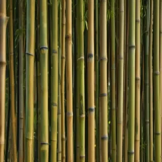 bamboo background