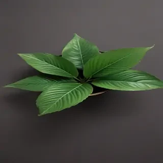plant desktop wallpaper