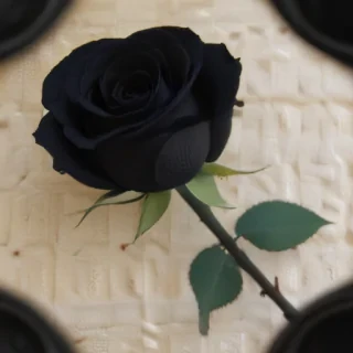 black rose photo