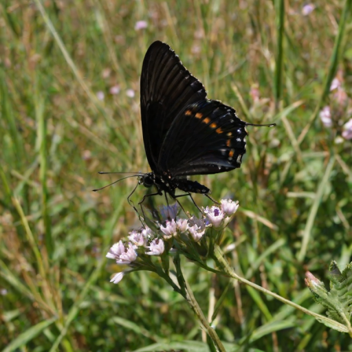 black butterfly