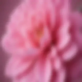 wallpapers pink iphone