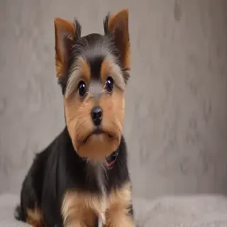 dorkie dog breed