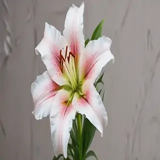 lily flower