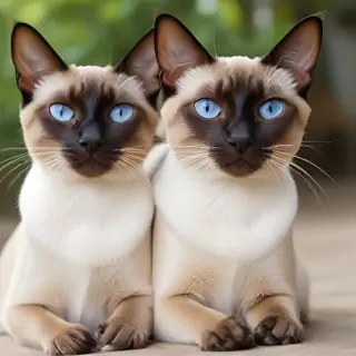 thai old style siamese cat breed