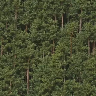 pine trees png