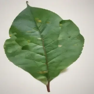 leaves png transparent