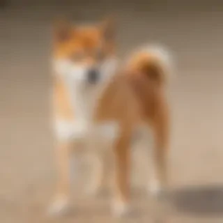 shiba dog