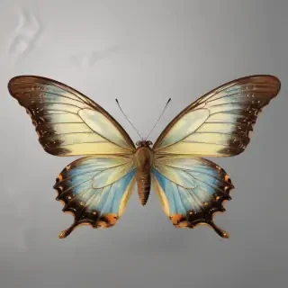 butter fly png