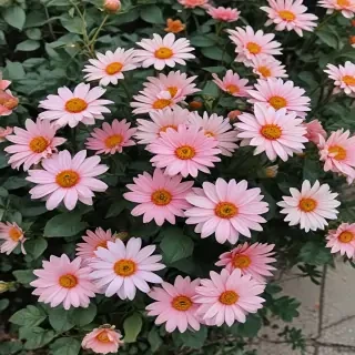 flowers aesthetic