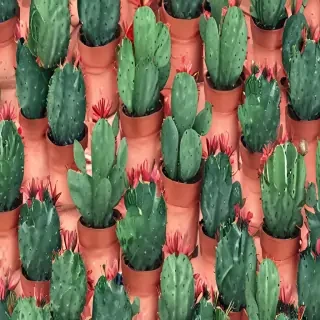 cactus wallpaper iphone