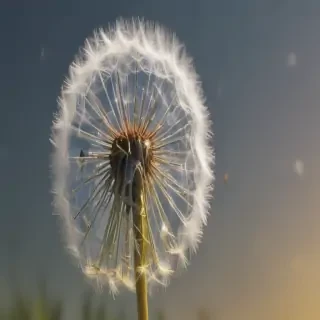 dandelion png