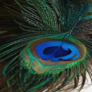 peacock feather images